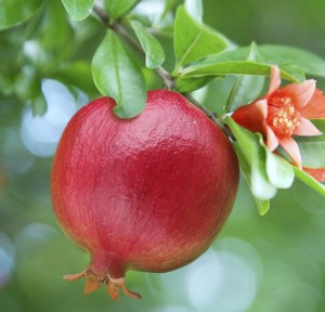 Ripe pomegranate on the branch. The foliage on the background.